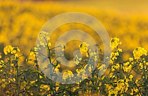 Canola flowers, colza. Rapeseed flowers. Vintage toning