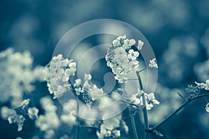 Canola flowers, colza. Rapeseed flowers. Vintage toning, monochro