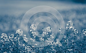 Canola flowers, colza. Rapeseed flowers.Vintage toning, monochromatic