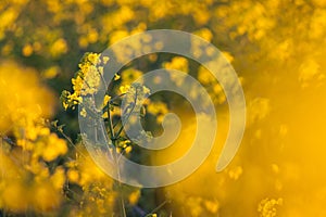 Canola flowers, colza. Yellow rapeseed flowers. Nature background