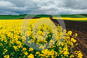 Canola flowers in field