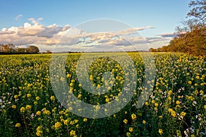 canola flowers field in the autumn