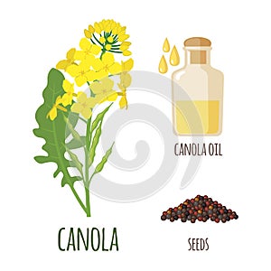 Canola Flowers with Pod and Seeds in flat style