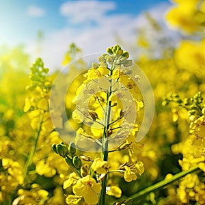 Canola Flowers, Rapeseed Field, Yellow Blooming Meadow