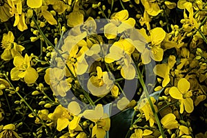 Canola Flowers, Rapeseed Field, Yellow Blooming Meadow