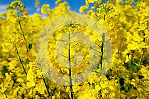 Canola Flowers, Rapeseed Field, Yellow Blooming Meadow