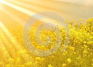 Canola golden sunshine photo