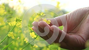 Canola in Hand