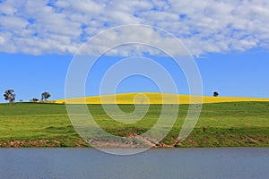 Canola Hills and Grazing Pastures