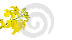 Canola isolated. Rapeseed plant, colza rapeseed for green energy. Yellow rape flower for healthy food oil on field