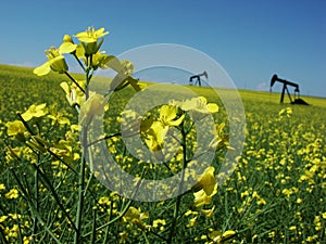 Canola and Oil Pumps