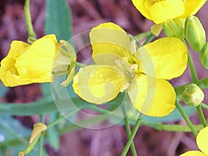 Canola