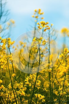 Canola or oilseed rape crop is bright-yellow flowering plant cultivated mainly for its oil-rich seed