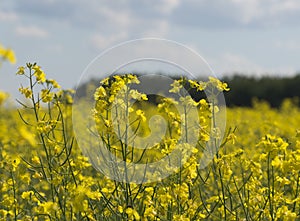 Canola plants in farm field during summer