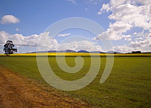 Canola or Rape Fields in the Mount Barker, Albany, Denmark area of South West Australia