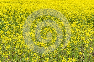 Canola, Rapeseed, colza flowers background