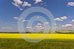 Canola/Rapeseed crop