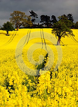 Canola or Rapeseed crop