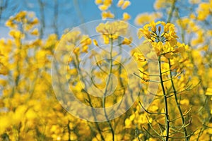 Canola or rapeseed crop is bright-yellow flowering plant cultivated mainly for its oil-rich seed