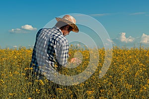 Canola rapeseed farmer looking over cultivated field in bloom