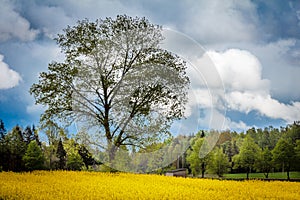 Canola ,rapeseed field with tree.
