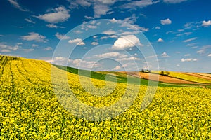 Canola or Rapeseed in Fields.Colorful Farmland at Spring. Blue Sky over Horizon