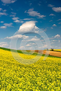 Canola or Rapeseed in Fields.Colorful Farmland at Spring. Blue Sky over Horizon