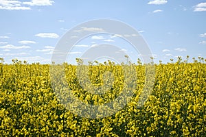 Canola, rapeseed. Meadow with yellow flowers. Sun, blue sky, plants
