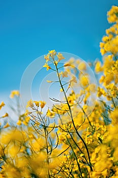 Canola, rapeseed or oilseed rape crop is bright-yellow flowering plant cultivated mainly for its oil-rich seed