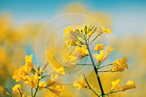 Canola, rapeseed or oilseed rape crop is bright-yellow flowering plant cultivated mainly for its oil-rich seed