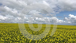 Canola Rapeseed vegetable oil in Timaun Meru Nanyuki Highway Kenya East Africa Landscapes Beautiful Scenic View