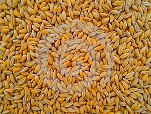 Canola Seeds Close-Up Texture photo