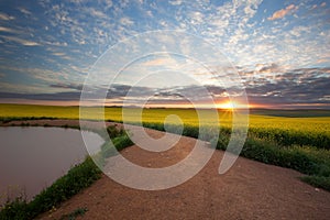 Canola Sunrise