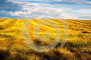 Canola swath field with coming storm clouds at golden hour sunlight with shonning yellow color