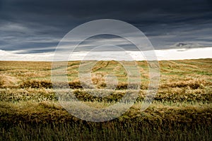 Canola swaths ready for harvest on the Candian prairies