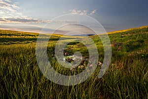 Canola Valley