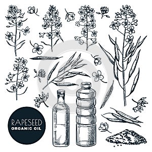 Canola vegetable oil on white background. Vector hand drawn sketch illustration. Rapeseed flowers and dried plants