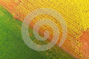 Canola Wheat abstract aerial