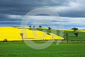 Canola and wheat fields