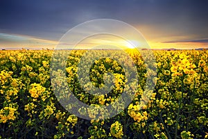 Canola yellow field, landscape on a background of clouds at sunset, Rapeseed