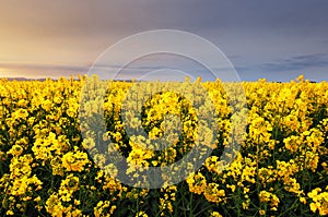 Canola yellow field, landscape on a background of clouds at sunset, Rapeseed