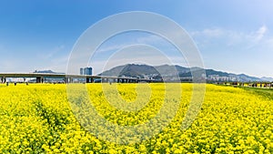 Canola Yuchae Festival at Daejeo Ecological Park , Busan, South Korea