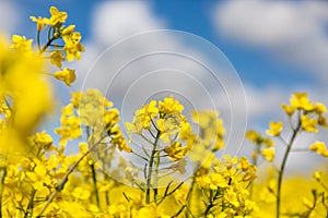 Canols/Rapeseed Crops in the Spring Sunshine, with a Shallow Depth of Field