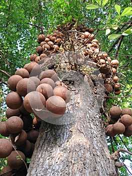 Canon ball tree