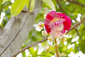 Canonball flower (Couroupita guianensis)