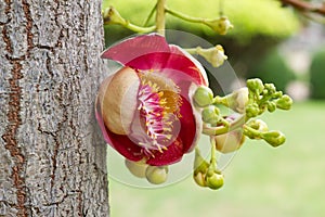 Canonball flower (Couroupita guianensis)