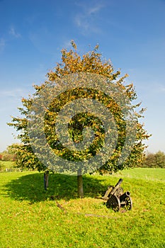 Canons under the tree
