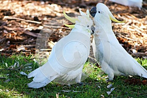 Canoodling cockatoos
