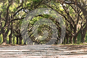 A canopied road with live oak trees and Spanish moss near Wormsloe Historic Site, Georgia, U.S.A on a sunny day