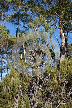 Canopy of  allocasuarina littoralis or black sheoak tree with cones
